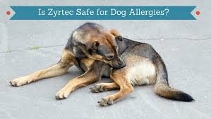 Is Zyrtec Safe For Dogs Smart Dog Owners