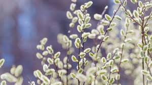 Image result for venturia saliciperda willow tree