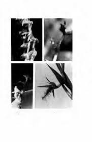 Image result for Ancistrorhynchus clandestinus