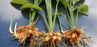 Maybe you would like to learn more about one of these? Klasifikasi Dan Morfologi Tanaman Temulawak Ilmu Pertanian