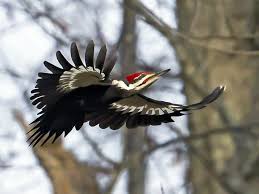 Black Bird With One White Stripe On Wing Pileated Woodpecker Male In Flight Shows White Underwings And A White Stripe In The Upperwings Flies With A Distinctive Vagu Woodpecker Ornithology Birds