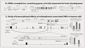First rank symptoms in schizophrenia were described by schneider. Cells Free Full Text Novel Approaches For Identifying The Molecular Background Of Schizophrenia