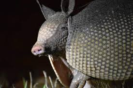 Shell Game: Armadillos Boast Unique Defense