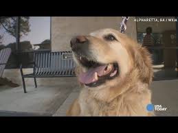 Pet lodge pet resort, alpharetta. 36 Abandoned Golden Retrievers Rescued From Turkey Golden Retriever Golden Retriever Rescue Animal Rescue Stories