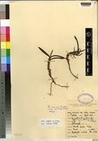 Image result for Ancistrorhynchus tenuicaulis