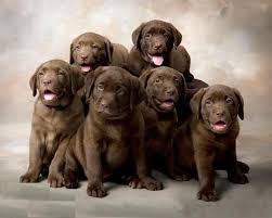 Chocolate lab pups with great field pedigree, looks and house disposition. English Labrador Retriever Puppies For Sale In Ca Ruff Labradors