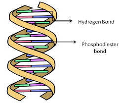 The structure of dna is a helical. The Two Strands Of Dna Are Held Together By Bonds Of Class 11 Biology Cbse