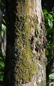 Image result for Pericopsis