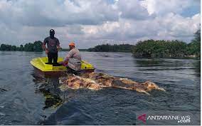 Viral pelanggan tak sengaja makan babi saat order via ojol, malah bikin netizen kesal. Isu Bangkai Babi Di Laut Warga Kini Takut Makan Ikan Jpnn Com