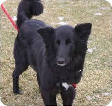 Australian shepherd mix puppies mn. Blooming Prairie Mn Australian Shepherd Meet Black Beauty A Pet For Adoption