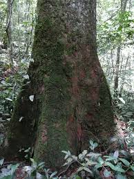 Image result for Entandrophragma