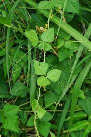 Image result for Rhynchosia resinosa