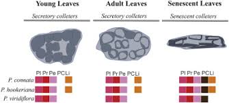 Image result for Tricalysia semidecidua