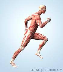 Il sistema muscolare