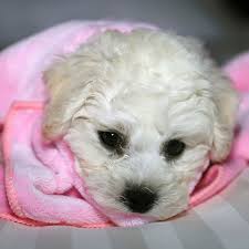 If you are unable to find your bichon frise puppy in our puppy for sale or dog for sale sections, please consider looking thru thousands of bichon frise dogs for adoption. 1 Bichon Frise Puppies For Sale In Dallas Tx Uptown