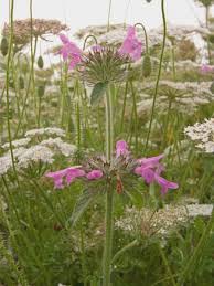 Image result for Clinopodium