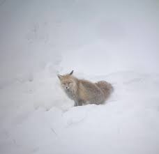 Maybe you would like to learn more about one of these? How A Remote Ladakhi Valley Transformed From Hunting To Conserving Wildlife Outlook Traveller
