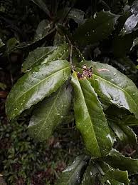 Image result for Corynocarpus
