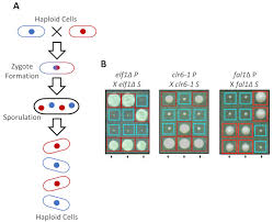 Zygote definition, examples, and more information on biology online, the largest biology dictionary online. Genetic Crossing Can Confirm That The Phenotypic Recovery Is Attributed Download Scientific Diagram