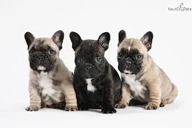 Maybe you would like to learn more about one of these? Boston Terrier Puppies For Sale Palm Springs Pets Lovers