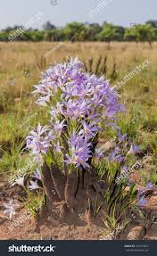 Image result for Xerophyta
