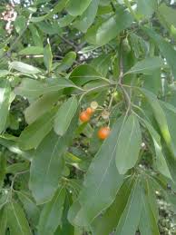 Image result for Cordia sinensis