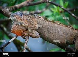 Iguana, a genus of herbivorous lizards, derived from the Spanish form of  the original Taino name for the species, iwana Stock Photo - Alamy