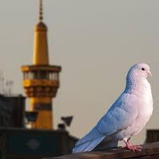 pin by shahid khan on الامام ابو الحسن علي الرضا بن الامام موسى بن جعفر عليهم السلام islamic pictures islamic images imam reza