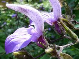 Image result for Brillantaisia owariensis