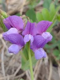 Image result for Lathyrus