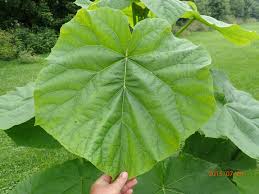 Image result for Paulownia