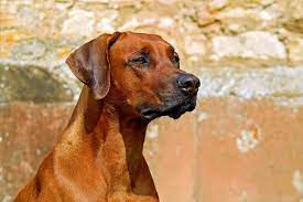 Rhodesian ridgeback information on history, temperament, health, exercise, training and other the rhodesian ridgeback is also known by the names: Rhodesian Ridgeback Der Lowenhund Aus Sudafrika Off Leash De