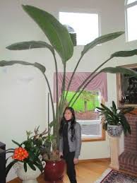 Giant Bird Of Paradise Houseplant Learn To Grow Giant Indoor Plants Avocado Tree And Bird Of Paradise Plants Indoor Plants Avocado Tree