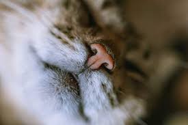 A cat's nose should be clean. Why Your Cat S Nose Is Running How To Help Hill S Pet