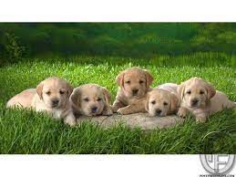 Post Free Classified Ads Online To Buy Sell Postfreeonline Com Puppies Labrador Retriever Puppies Dogs And Puppies