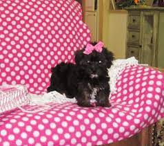 If you are unable to find your puppy in our puppy for sale or dog for sale sections, please consider looking thru thousands of dogs for adoption. Morkie Puppies For Sale In Jacksonville Florida Classified Americanlisted Com