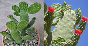 As others have noted, this will do it. Consolea Rubescens Road Kill Cactus World Of Succulents