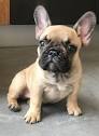 French Bulldog Breeders in Oklahoma with Puppies for Sale | PuppyHero