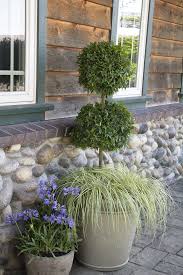 Image result for Grewia arborea