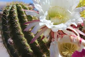 Pictures of arizona cactus flowers this picture of a blooming cactus flower was taken in tucson arizona. Harrah S Ak Chin Casino On Twitter Beautiful Arizona Cacti One More Reason We Support The Codegreen Initiative Caesarslife Cacti Flower Blooming Arizona Arizonaplants Beautiful Https T Co B4tylzq2yx