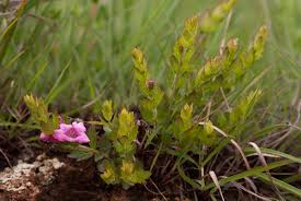 Image result for Graderia