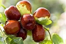 Maybe you would like to learn more about one of these? Hd Wallpaper Brown Fruits On Tree Jujube Food Green Dates Date Tree Mature Fruit Trees Wallpaper Flare