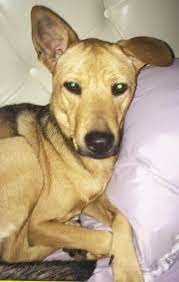 Adopt Spirit On Petfinder Adoption Pet Adoption Pets
