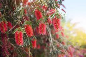 Image result for Callistemon