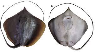 Image result for Stingray