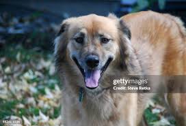 1,156 Bailey Dog Stock Photos, High-Res Pictures, and Images