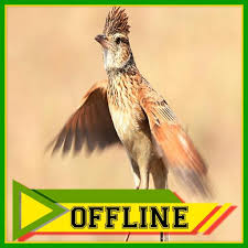 Gambar burung jawa paling hist download now 10 burung endemik pulau. Suara Burung Branjangan Offline 2018 For Android Apk Download