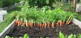 Indahnya berkebun dipekarangan rumah, setiap mau masak tinggal panen. Cara Menanam Sayuran Di Pekarangan Rumah Model Rumah Minimalis 2020