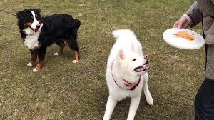 当別町のドッグラン Beagle Dog さんりん舎 北海道石狩郡当別町 ペットと暮らす 北海道