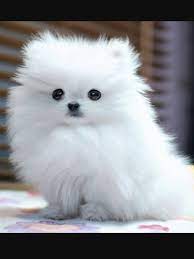 Maybe you would like to learn more about one of these? Love Jungkook X Reader 06 Cute Dogs Breeds Fluffy Dog Breeds Cute Small Dogs